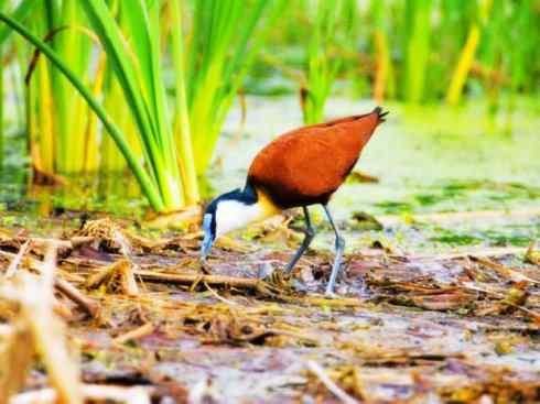 奇特的盔：非洲雉鸻