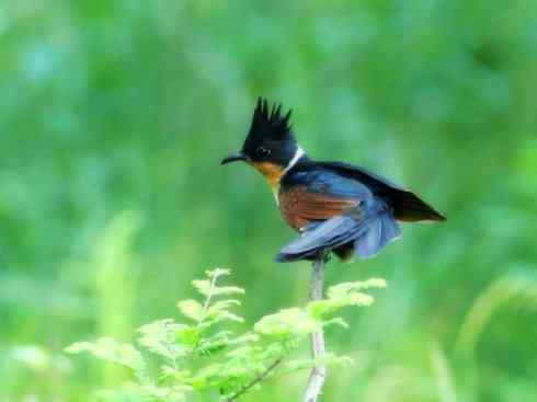 奇特的盔：大犀鹃