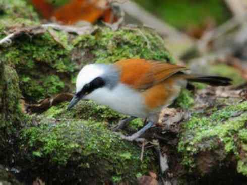 家禽驯化之源之十六