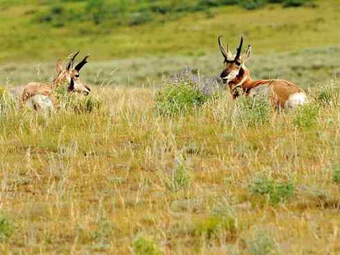 麒麟：传说的兽原型探秘（叉角羚）
