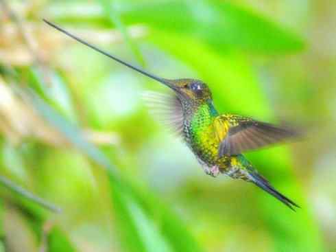 猎奇：奇特的鸟喙之九（蜂鸟）