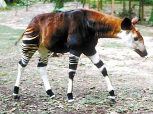 独角兽：传说的兽原型探秘（霍加狓）