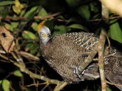 凤凰：传说中的鸟原型探秘（孔雀雉）