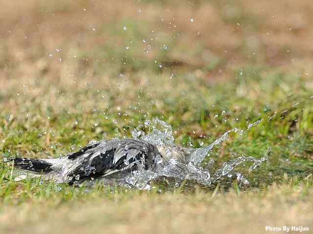 丝光椋鸟春浴图