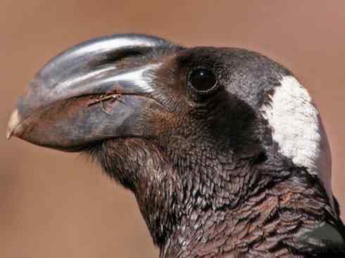 奇特的盔：厚嘴渡鸦