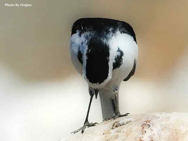 猎艳(红尾水鸲与白顶溪鸲) 猎艳(红尾水鸲与白顶溪鸲)