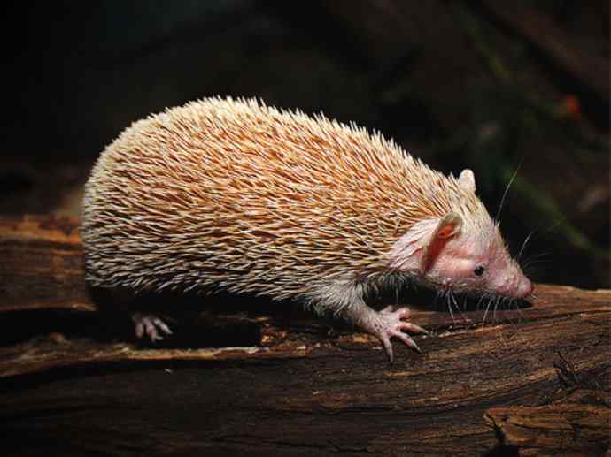 盘点十二大著名食蚁动物：土狼