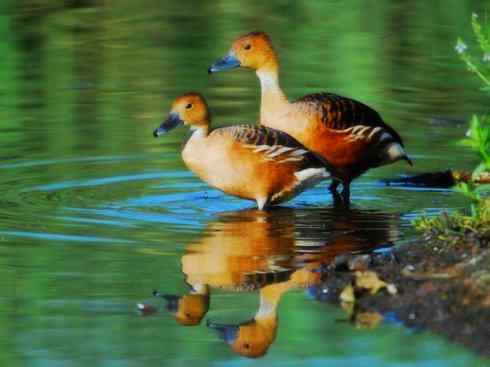 欣赏:美丽的树鸭 欣赏:美丽的树鸭