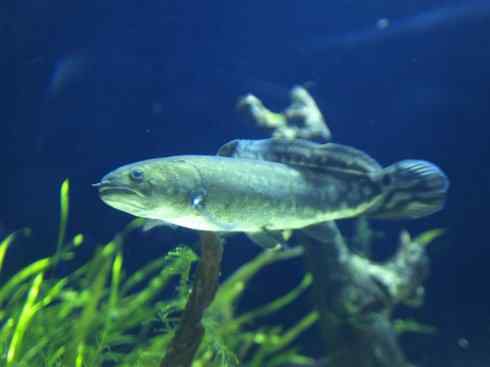 鱼类活化石：弓鳍鱼