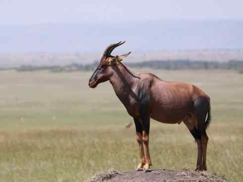 麒麟：传说的兽原型探秘（狷羚）