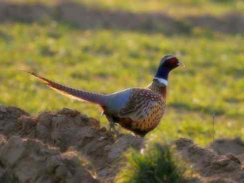 家禽驯化之源之五