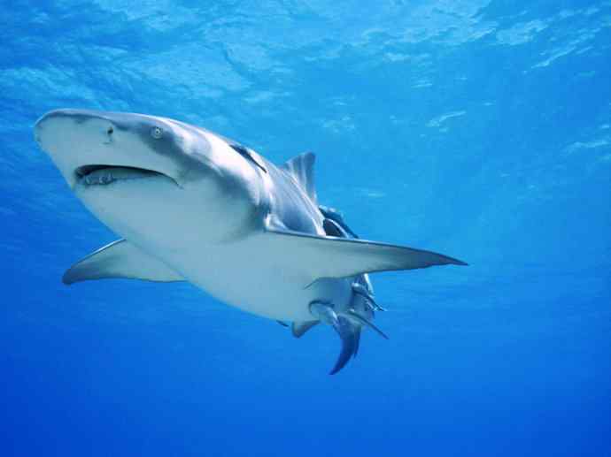 鱼类活化石：魔鬼鲨