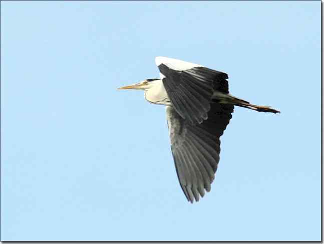  点击图片或使用键盘← →翻页