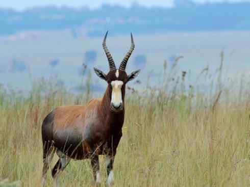 麒麟：传说的兽原型探秘（狷羚）