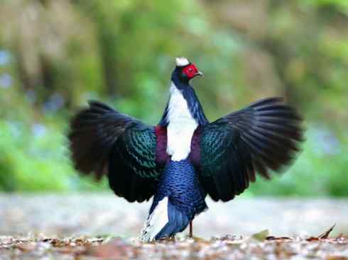 凤凰：传说中的鸟原型探秘（鹇）