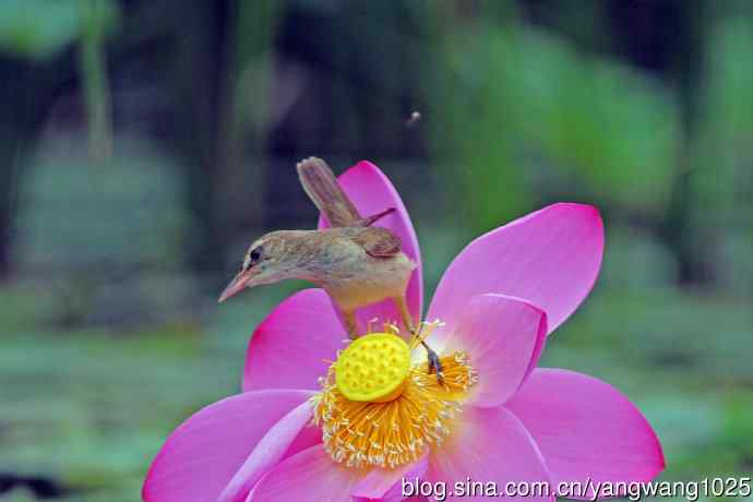 东方大苇莺与荷花(2) 东方大苇莺与荷花(2)