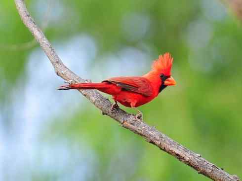 极品红色鸟类：红衣主教鸟