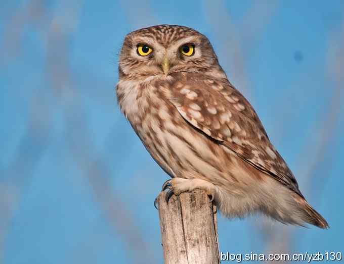 康西草原遭遇神秘小猫（组图，视频，12张图片）