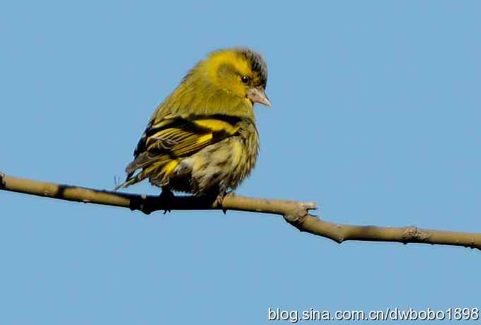黄雀和植物园众小鸟 黄雀和植物园众小鸟