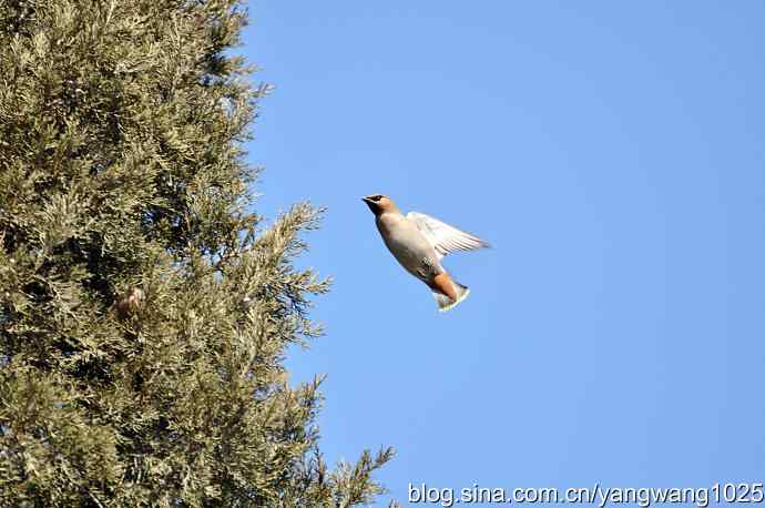 颐和园的收获（欢乐的太平鸟）2