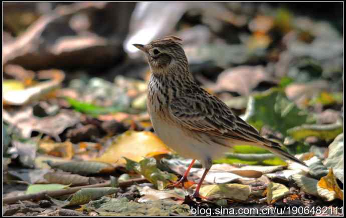 猫---天生的鸟类杀手! 猫---天生的鸟类杀手!