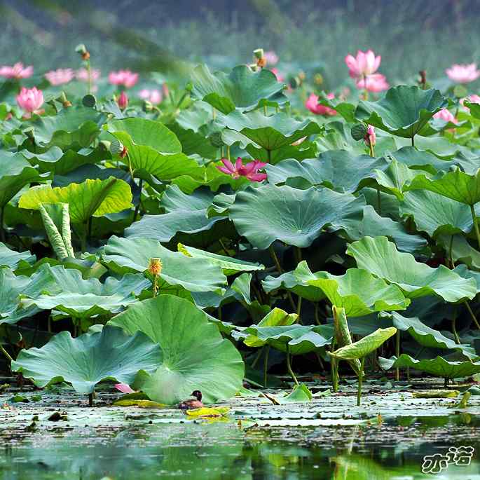 圆明园拍鸟——可爱的小鸊鷉