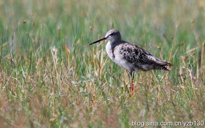 鸟的天堂10鈥斺斘诹核睾５呐浣牵汉旖硼郑浚ㄗ橥迹