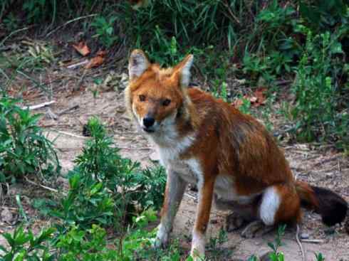 狈：传说的兽原型探秘（豺）