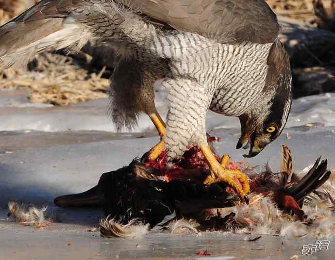 白河峡谷拍鸟——苍鹰吃鸭鵟捡剩