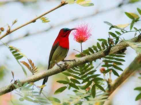 美丽无罪：雀鸟之太阳鸟