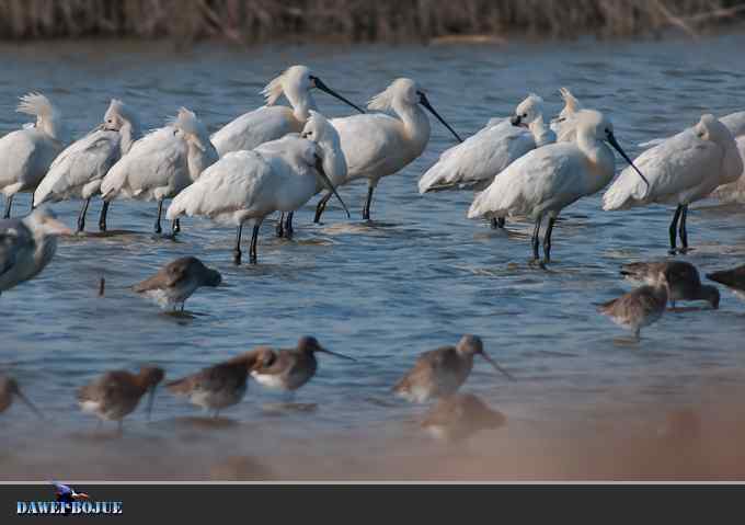 迁徙的鸟：邂逅白琵鹭
