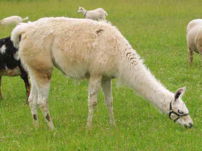 犬科：狐亚科食蟹狐属之食蟹狐