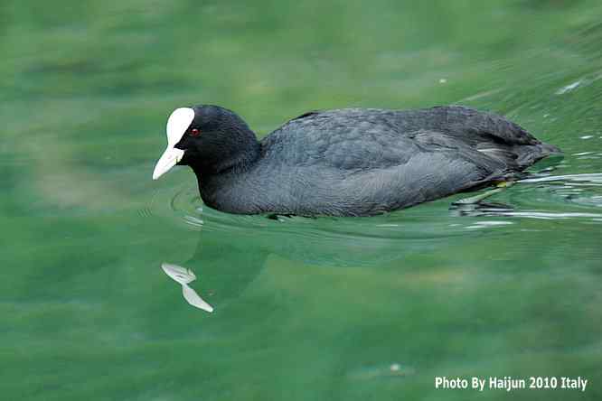 【亚平宁半岛之旅 wbr. wbr角逐白骨顶】