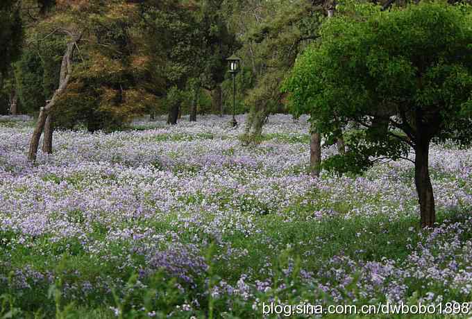 伯劳献寿 wbr生日感言