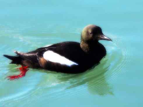 奇特的盔：角嘴海雀