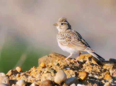 家禽驯化之源之二十八