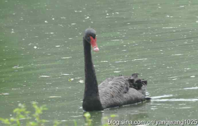 麋鹿的乐园 wbr3