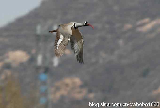 鹮嘴鹬-白河峡谷的精灵