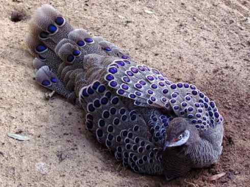 凤凰：传说中的鸟原型探秘（孔雀雉）