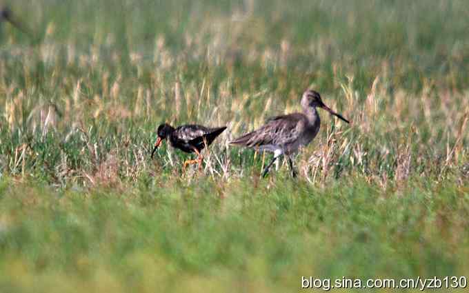 鸟的天堂10鈥斺斘诹核睾５呐浣牵汉旖硼郑浚ㄗ橥迹