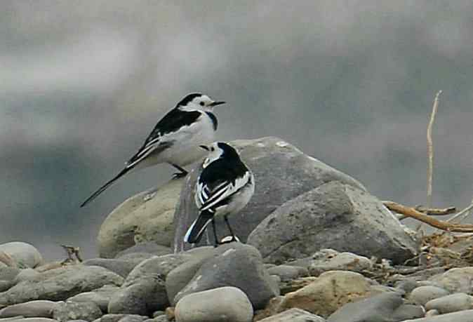 第一次拍到白鹡鸰*(永定河湿地)