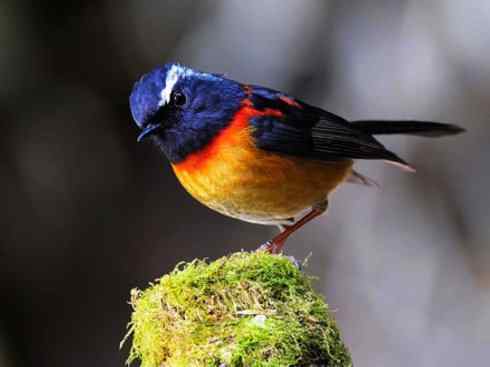 美丽无罪：雀鸟之林鸲