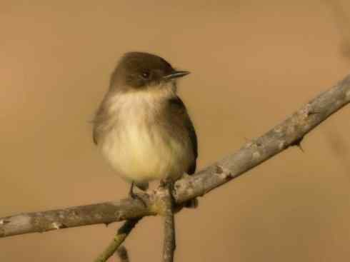 雀鸟也彪悍：四两拨千斤（王霸鹟）