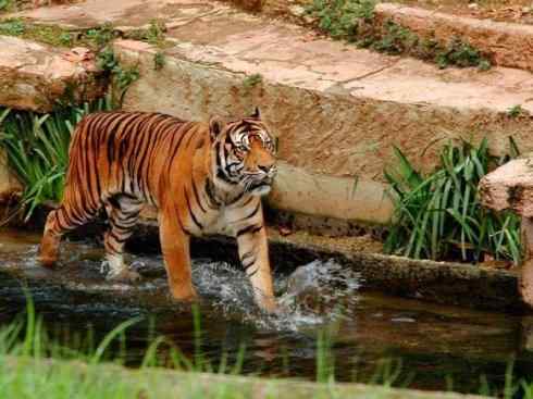 白虎：传说的兽原型探秘（孟加拉虎）