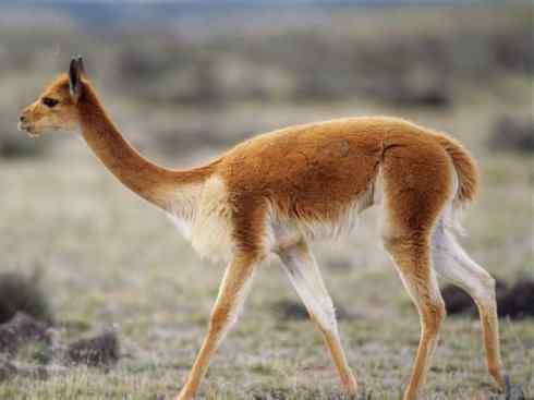 麒麟：传说的兽原型探秘（叉角羚）