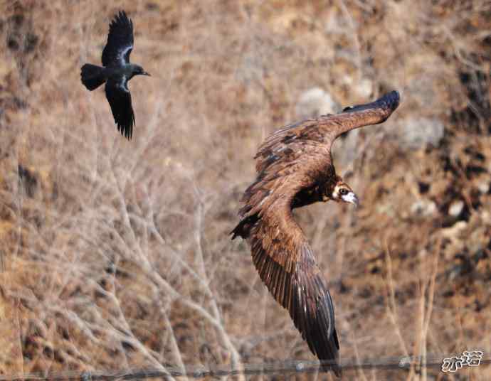永定河峡谷拍鸟——鸦鹫之逐