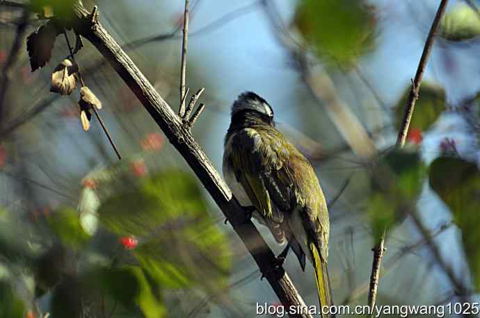 5~6级风中的白头鹎 5~6级风中的白头鹎