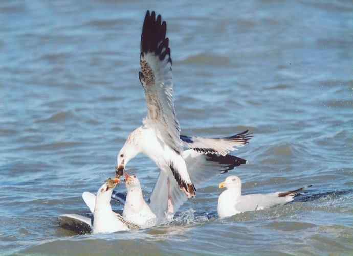 中国国家地理网飞羽瞬间鸟类摄影大赛——精彩行为组