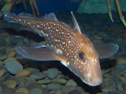 鱼类活化石：银鲛