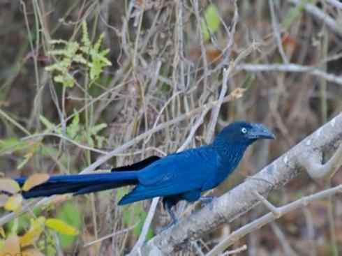 奇特的盔：大犀鹃